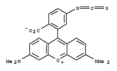 Tetramethylrhodamine isothiocyanate