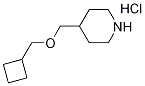 Molecular Structure of 1219979-37-9 (Cyclobutylmethyl 4-piperidinylmethyl etherhydrochloride)